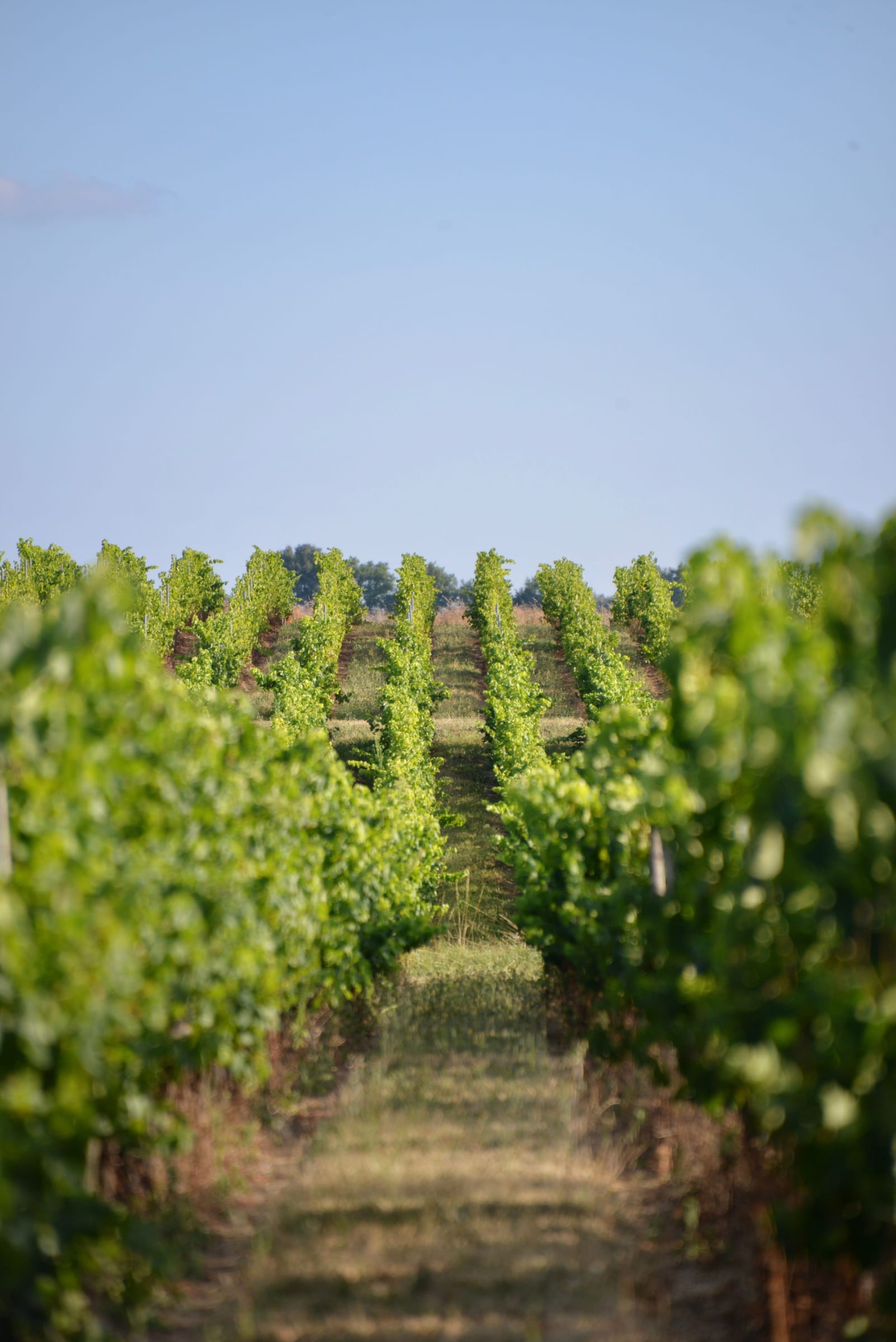 Gastronomy and wine tourism between Narbonne and Montpellier