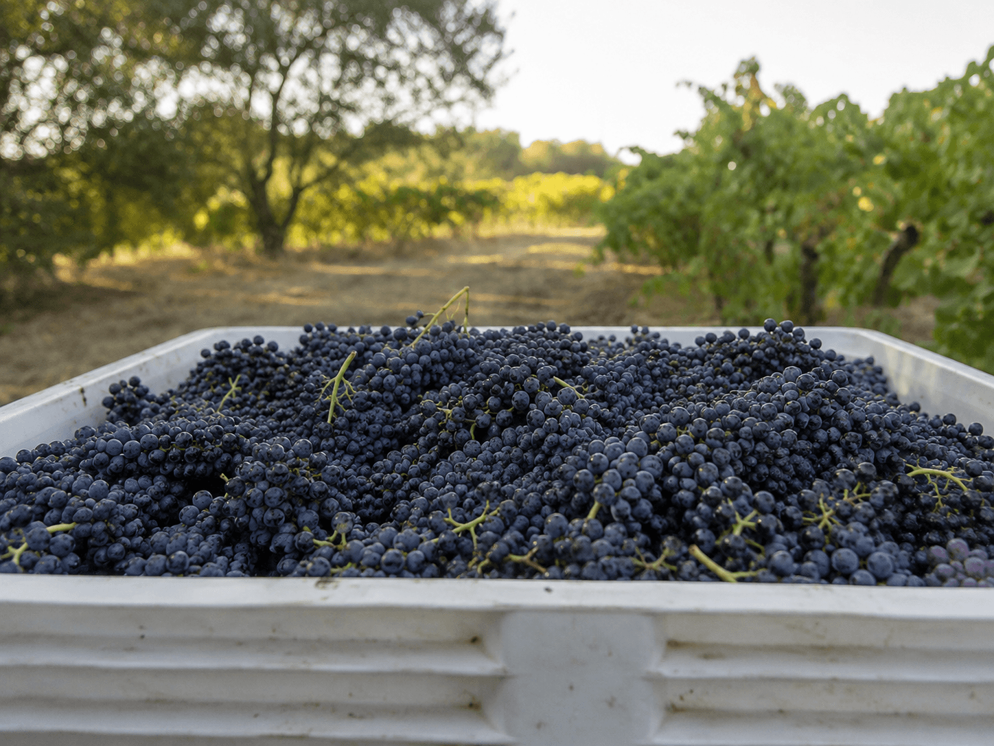 Gastronomy and wine tourism between Narbonne and Montpellier