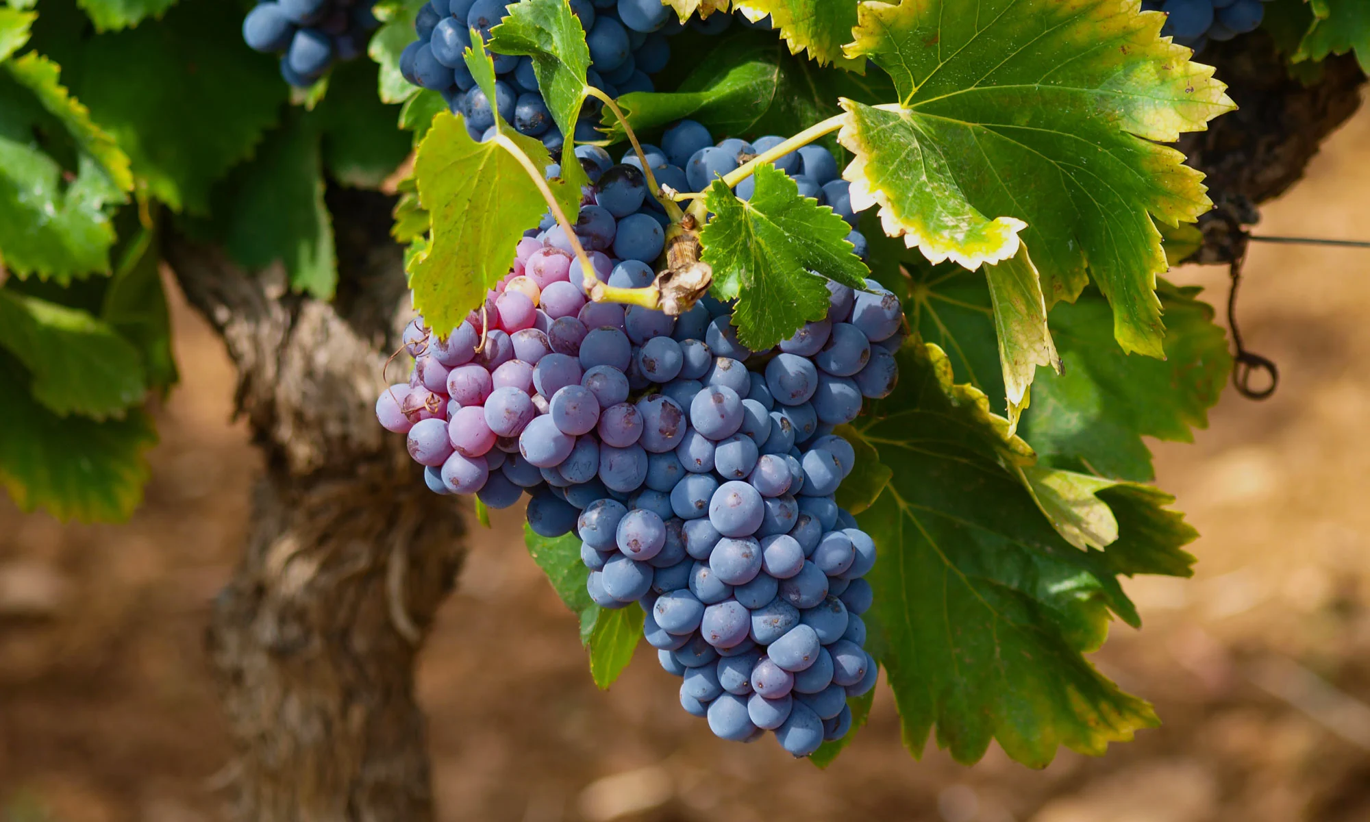 La Clape, vineyards near the sea